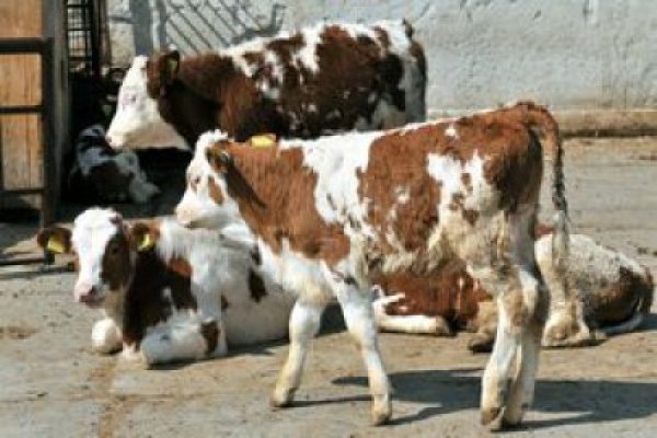 Producătorii de lapte şi de carne din zonele defavorizate pot depune cererile de sprijin începând de luni